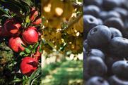 Leading New Zealand fruit exports