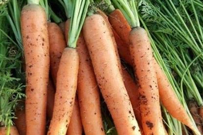 Carrots from Alhabouny